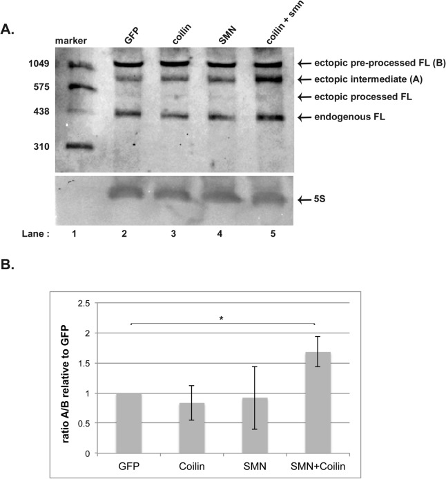 Fig 6