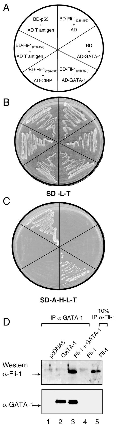 FIG. 1.