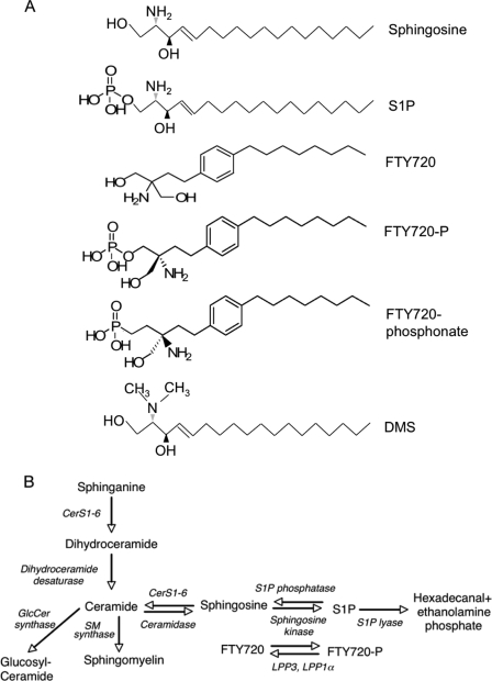 FIGURE 1.