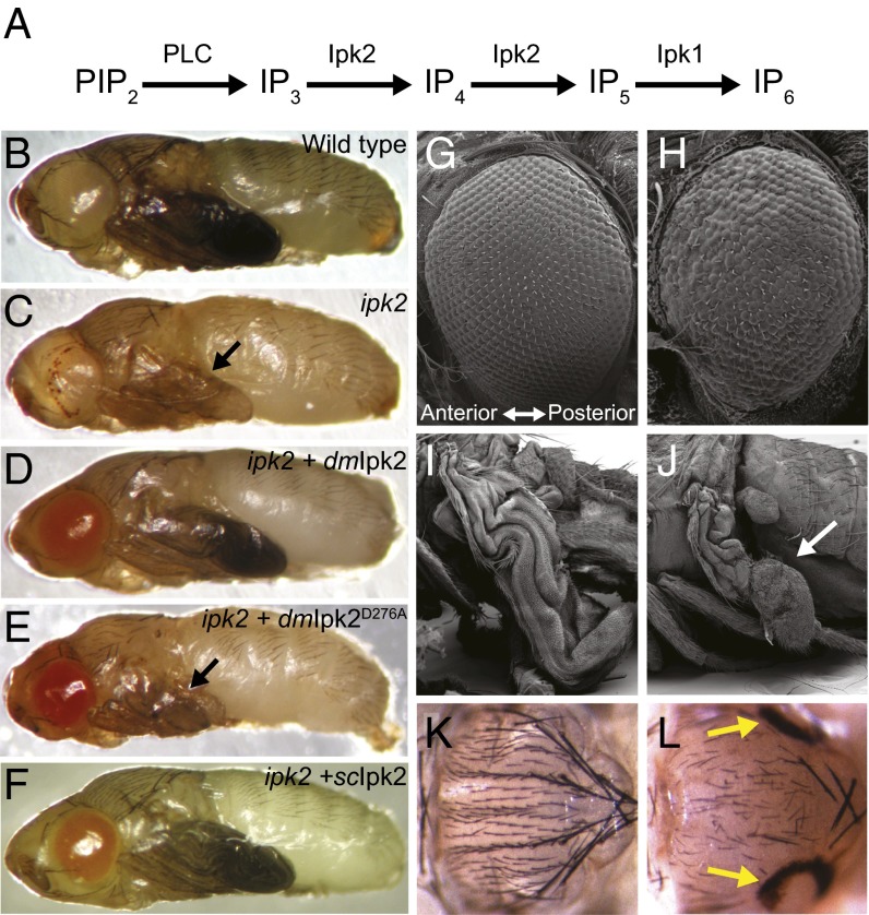 Fig. 1.