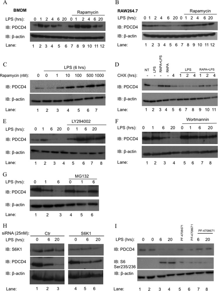 LPS Induces the Degradation of Programmed Cell Death Protein 4 (PDCD4 ...