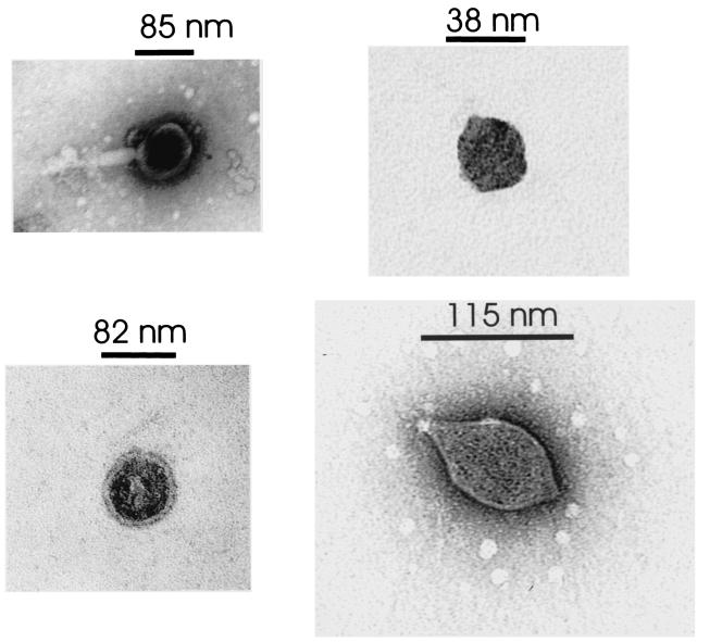 FIG. 4.