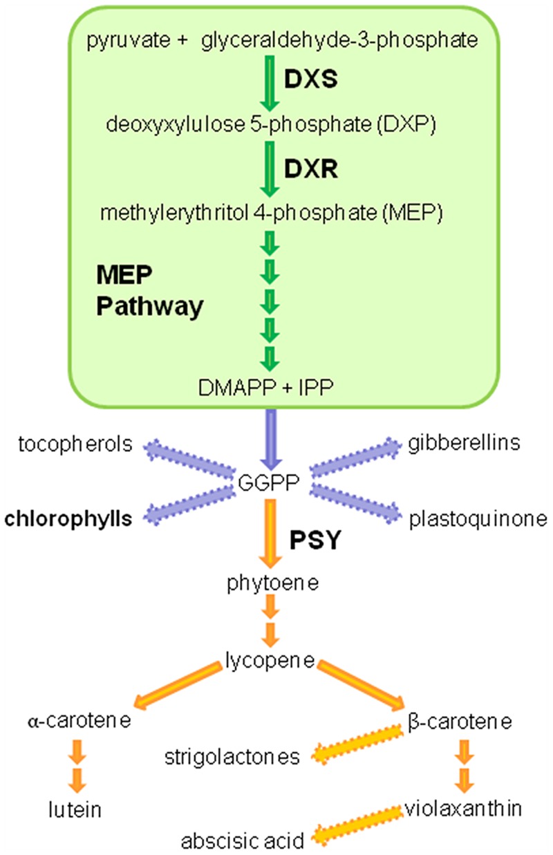 FIGURE 1