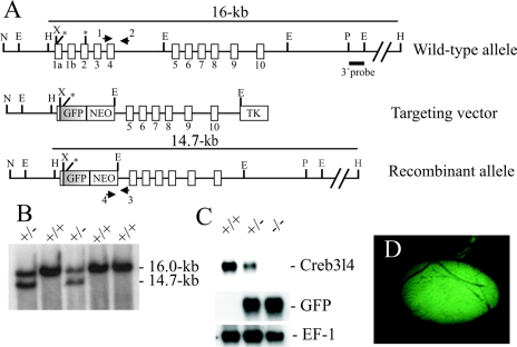 FIG. 2.