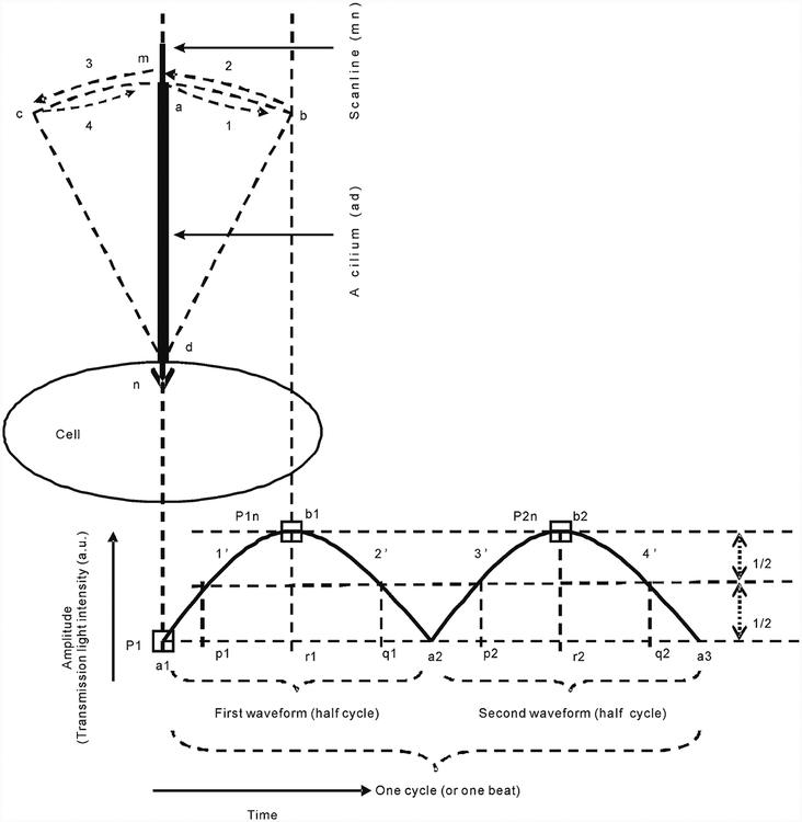 Fig. 1