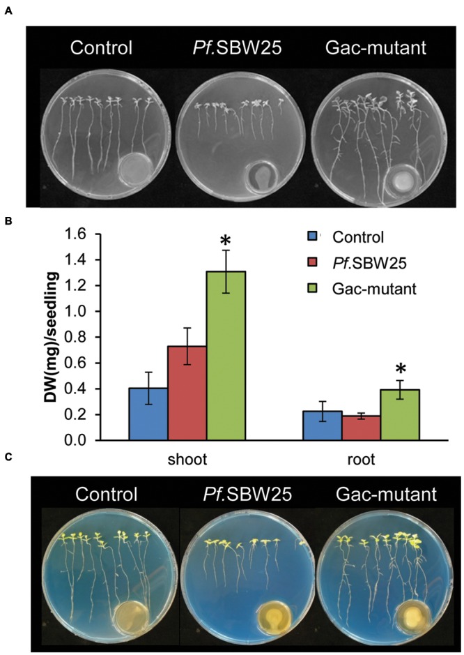 FIGURE 4