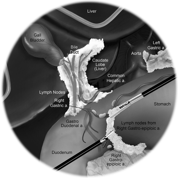 Fig. 24.