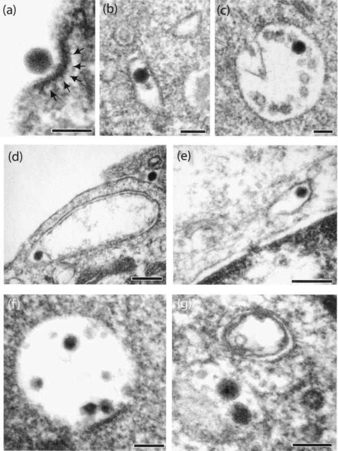 FIG. 13.