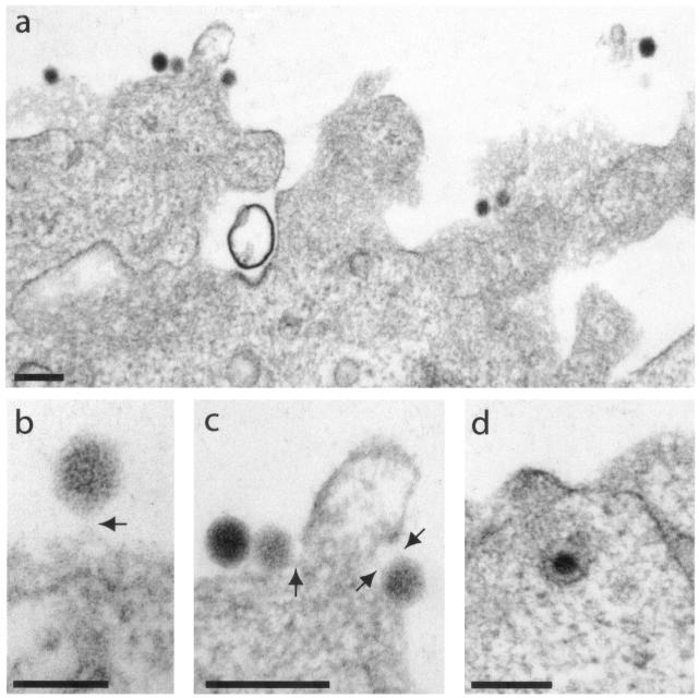 FIG. 10.