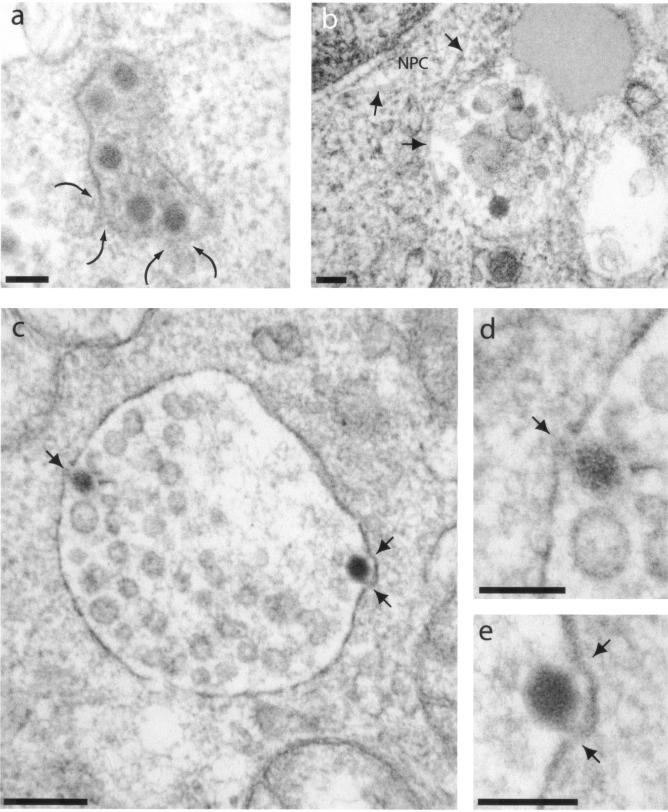 FIG. 11.