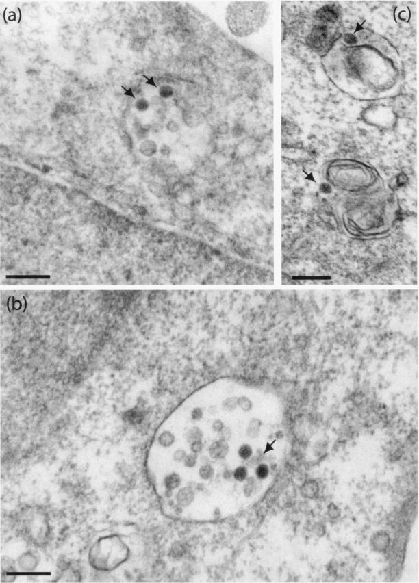 FIG. 12.