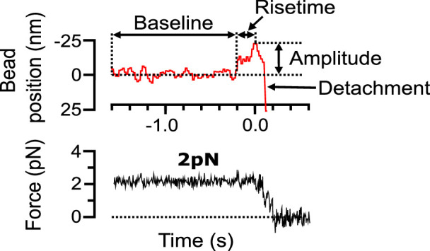 Figure 1—figure supplement 1.