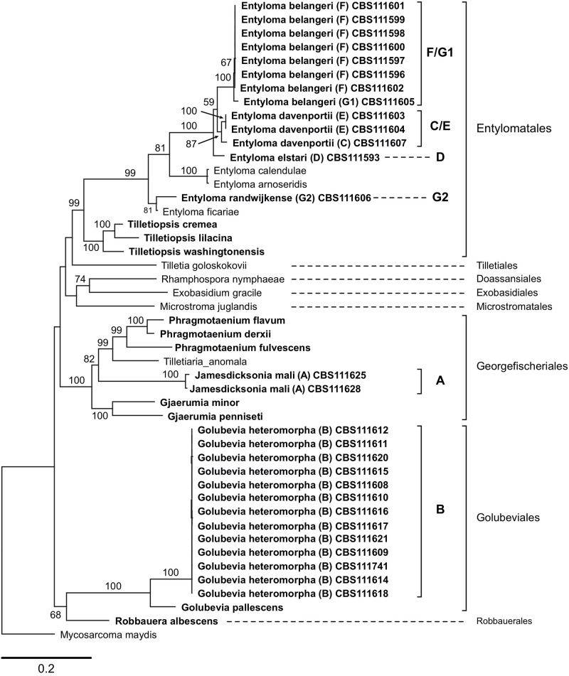 FIGURE 1