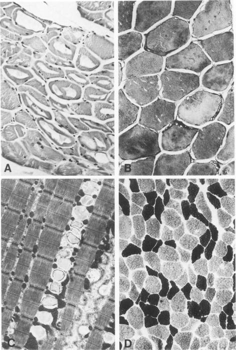 Figure 24