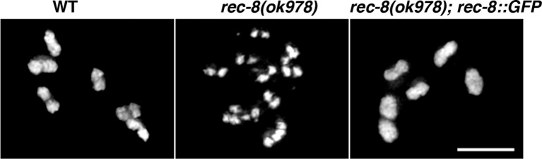 Figure 5—figure supplement 4.