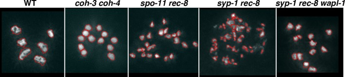 Figure 6—figure supplement 2.