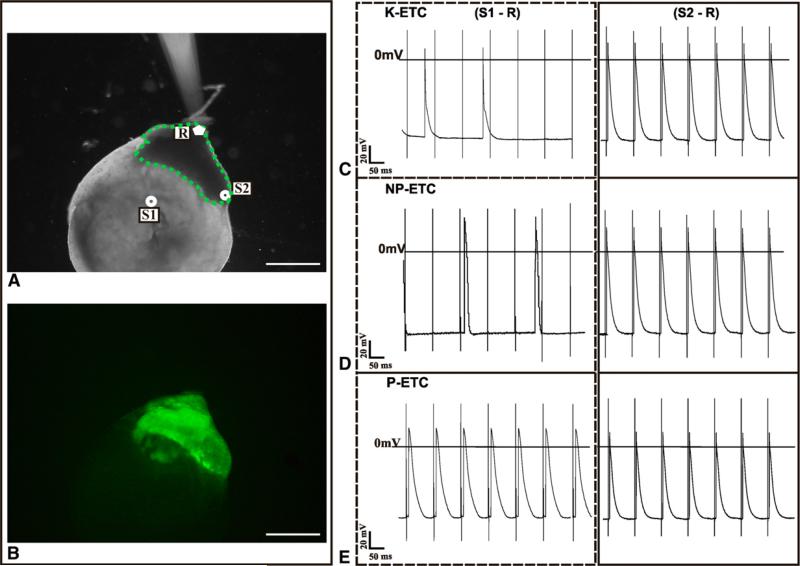 FIGURE 3