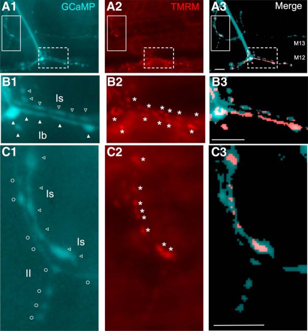 Figure 15.