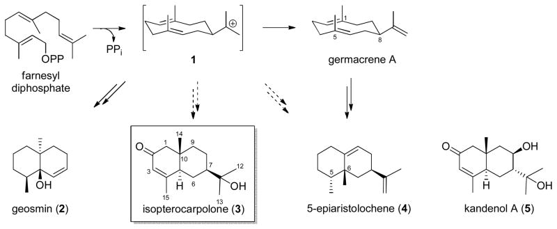 Scheme 1