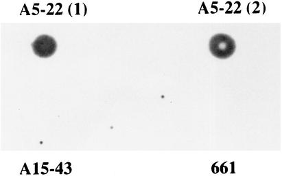 FIG. 2.