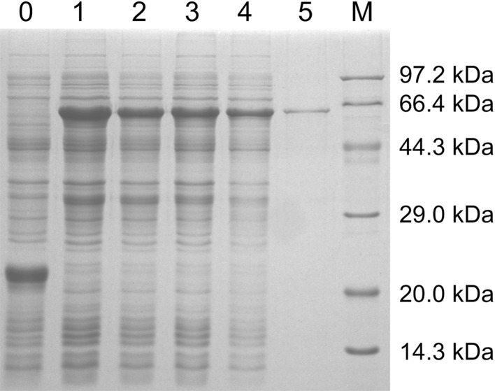 Fig. 2