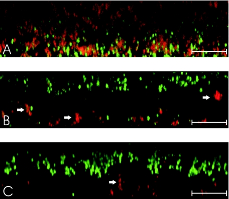 FIG. 3.