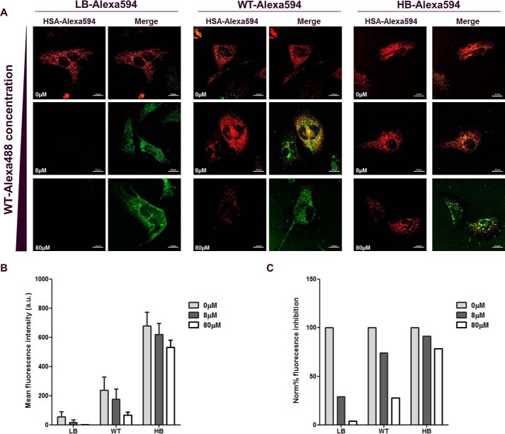 Direct demonstration of a neonatal Fc receptor (FcRn)-driven endosomal ...