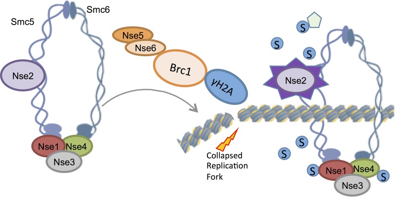 FIG 6