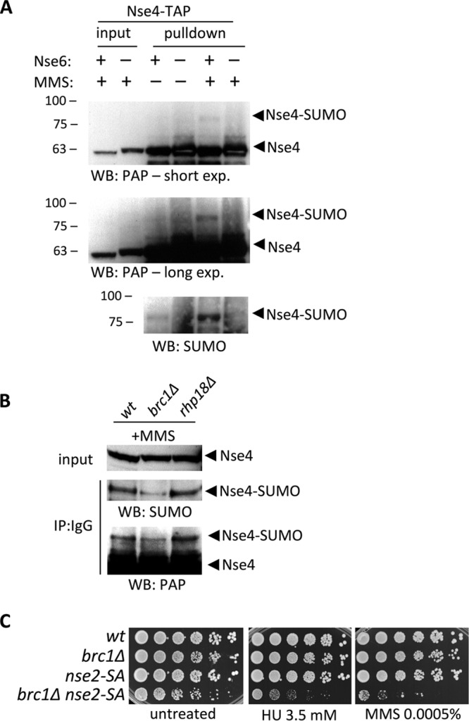 FIG 4