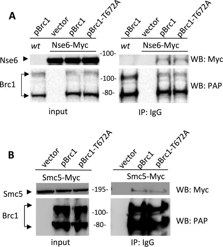 FIG 2