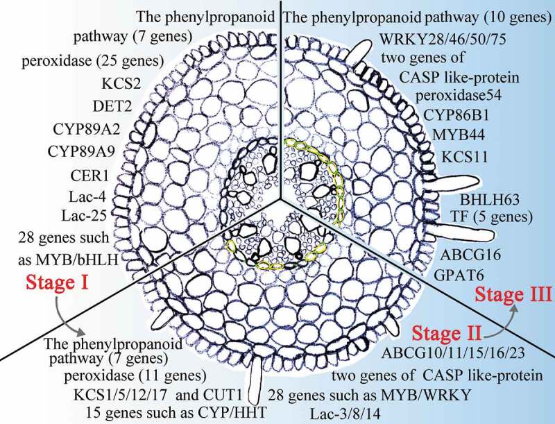 Figure 11.