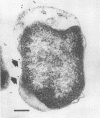 1938