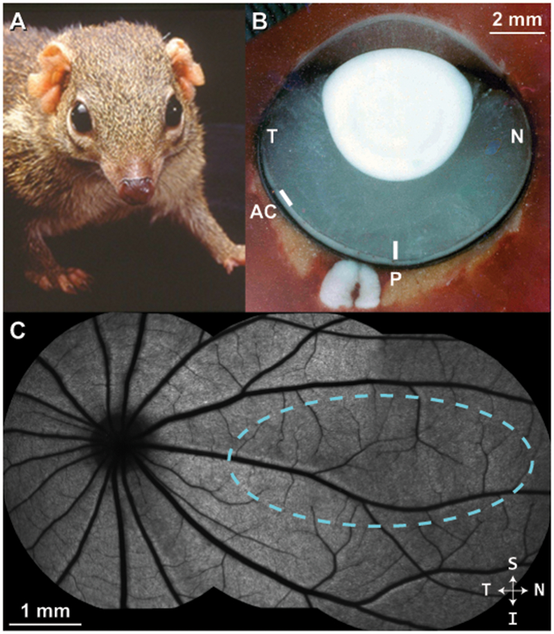 Figure 1 –