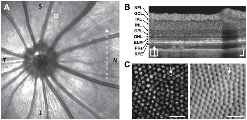 Figure 3 –