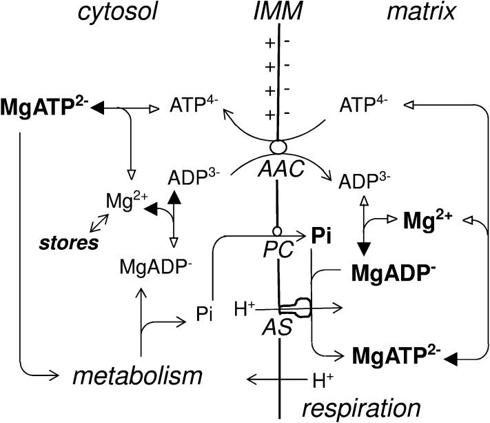 Fig. 7.