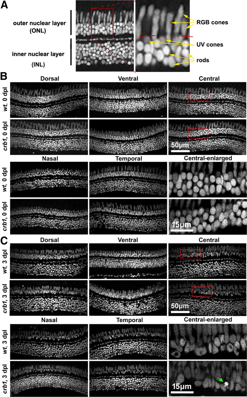 Figure 6.