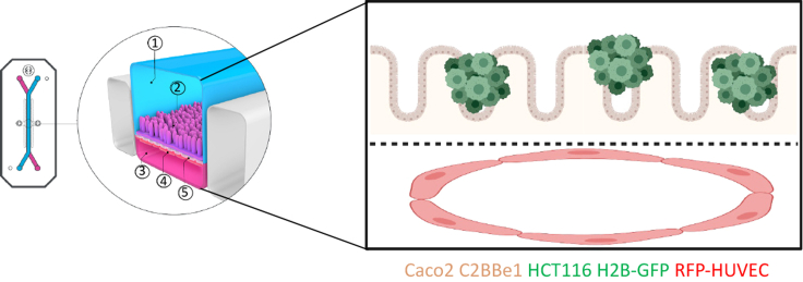 Figure 1