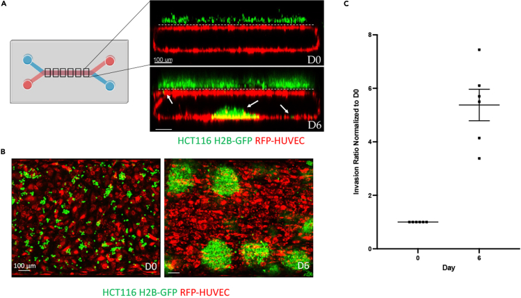 Figure 7