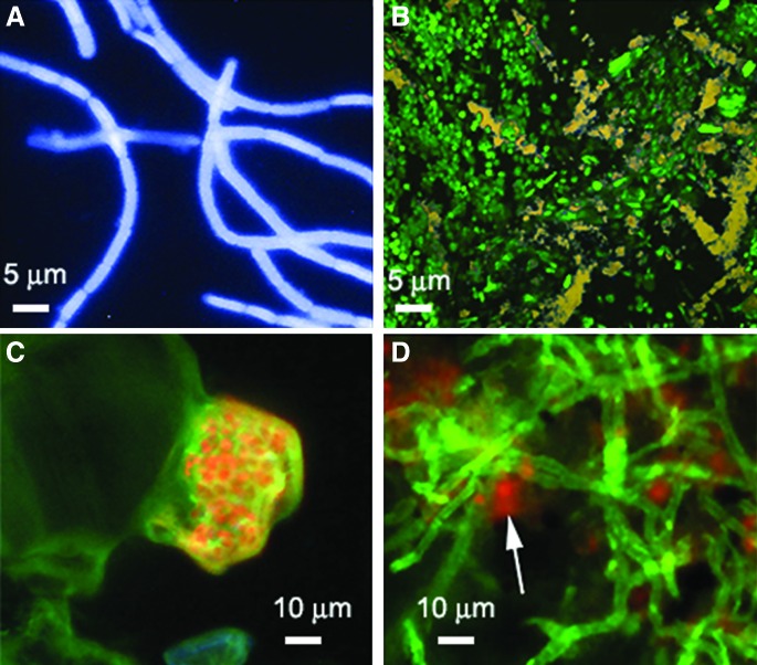 FIG. 10.