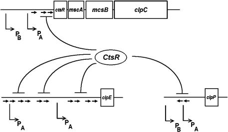 Fig 5.