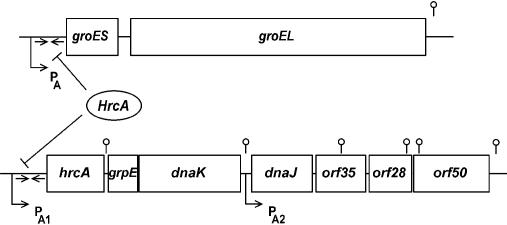 Fig 1.