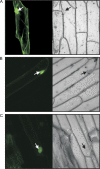 Fig. 7.
