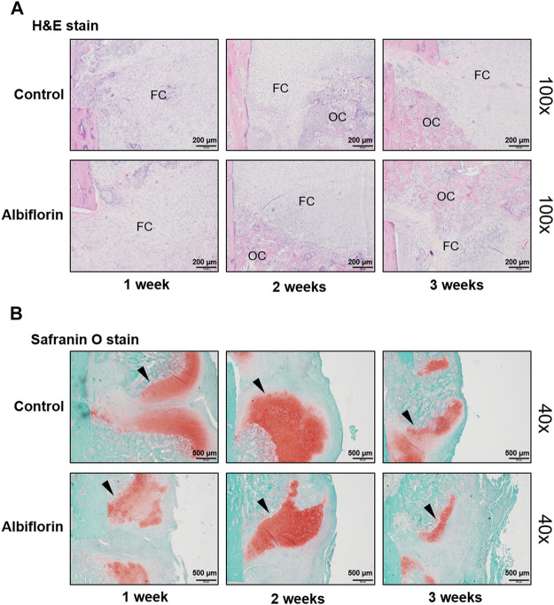 FIGURE 10