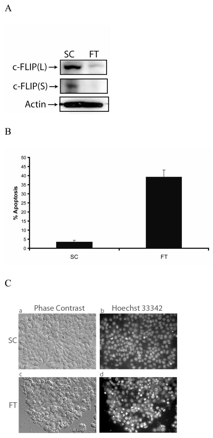 Fig.1