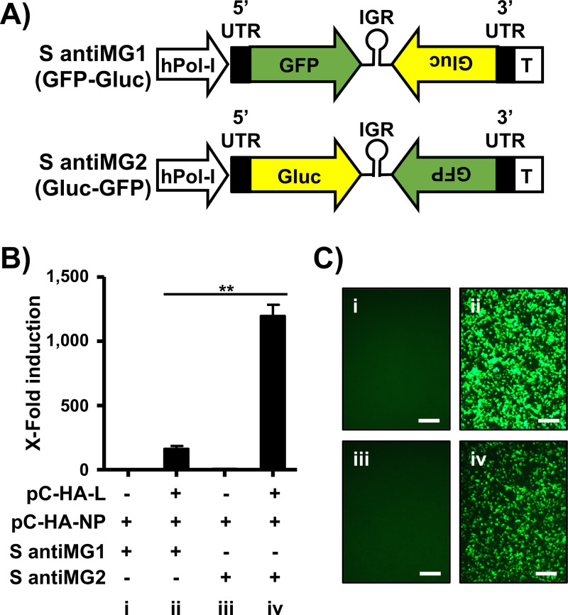 FIG 3