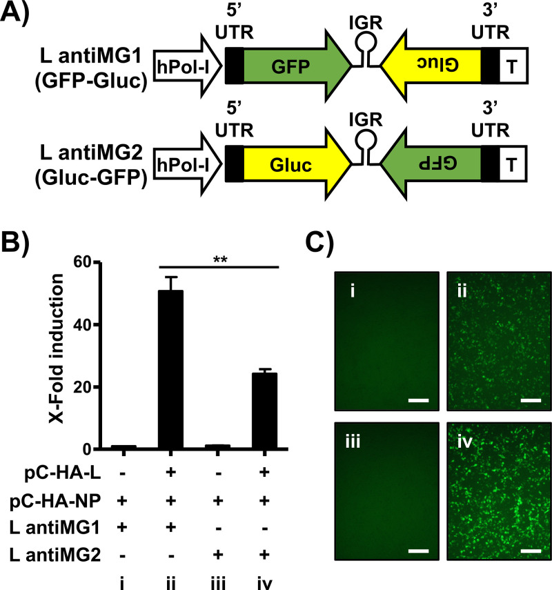 FIG 4