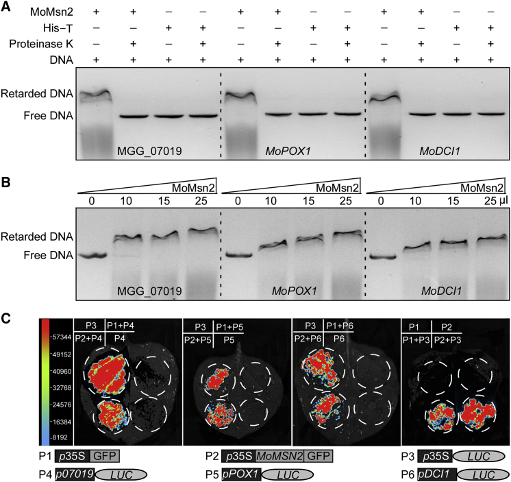 Figure 3