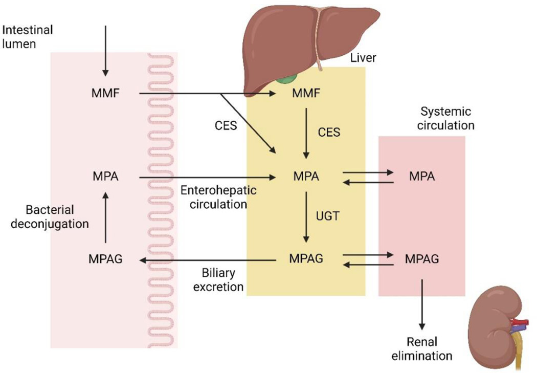 Figure 1: