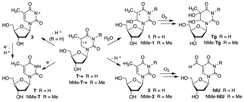 Scheme 1.