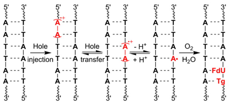 Scheme 6